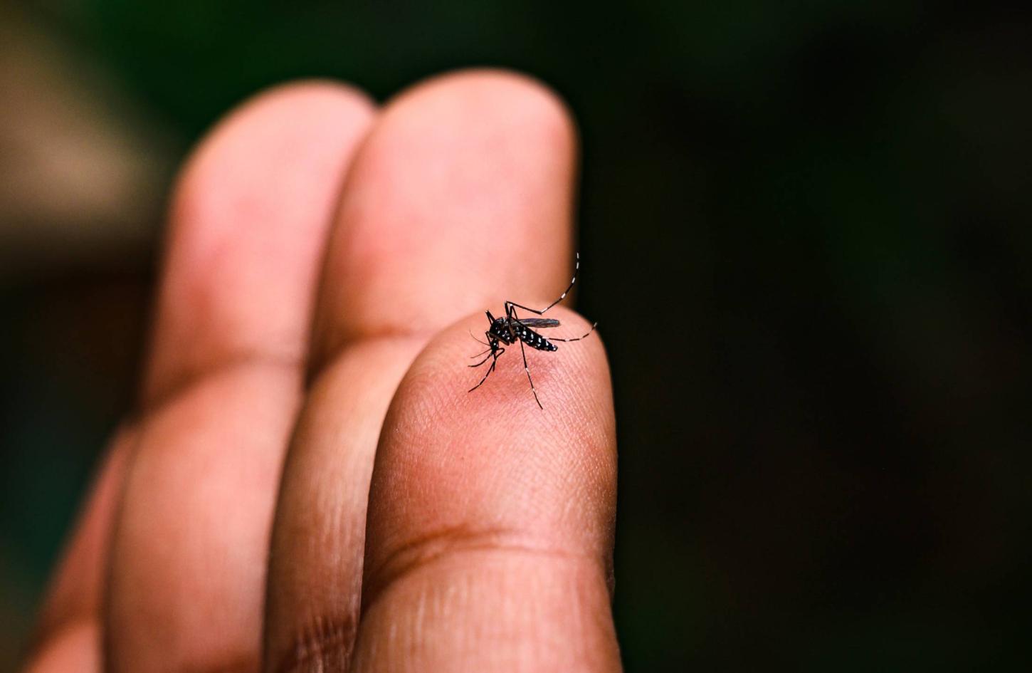 146 focos do Aedes aegypti são registrados em Tubarão