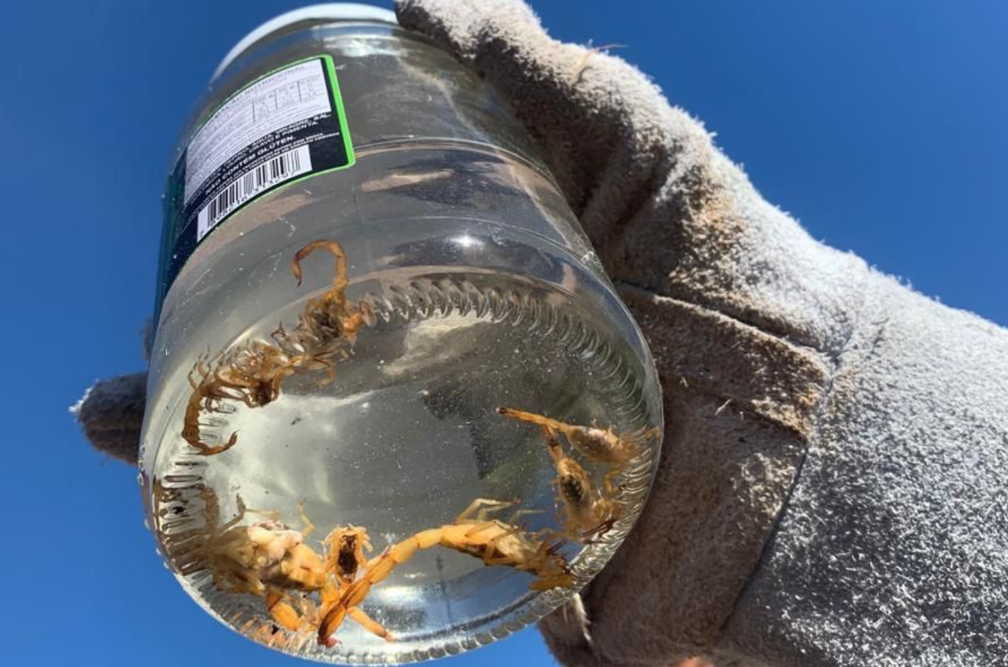 14 escorpiões amarelos são encontrados em casa no bairro Santa Luzia