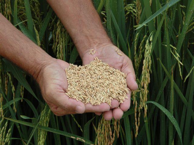 Estimativa aponta recorde de produtividade na safra de arroz em Santa Catarina