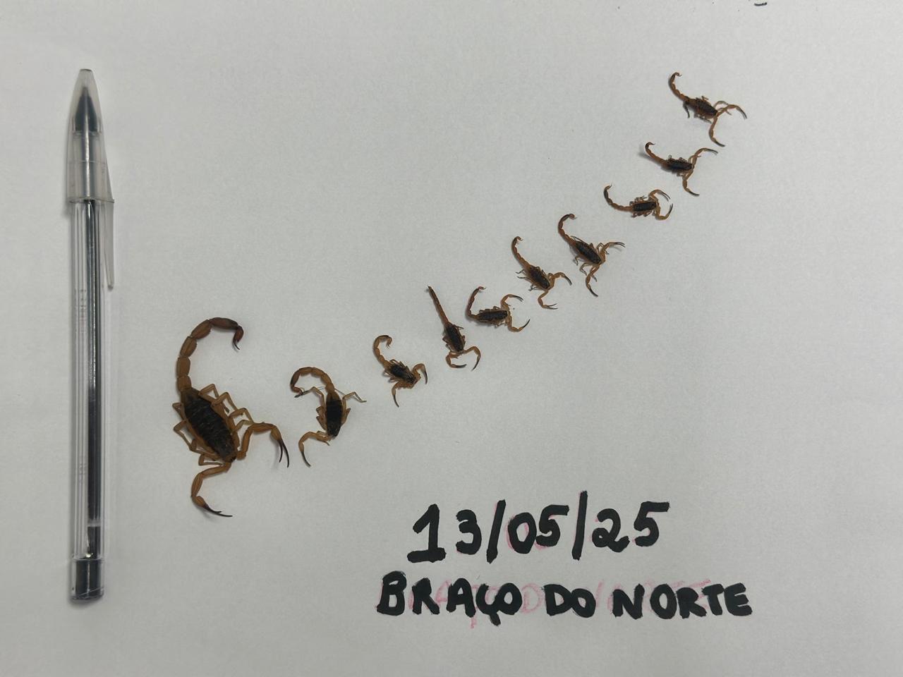 Mais 11 escorpiões amarelos são encontrados em mutirão noturno