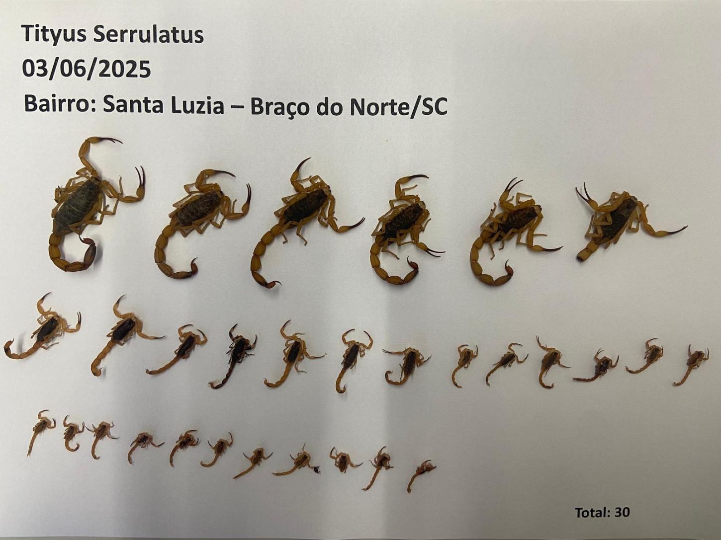 Vigilância Epidemiológica identifica mais 30 escorpiões amarelos e total chega a 92