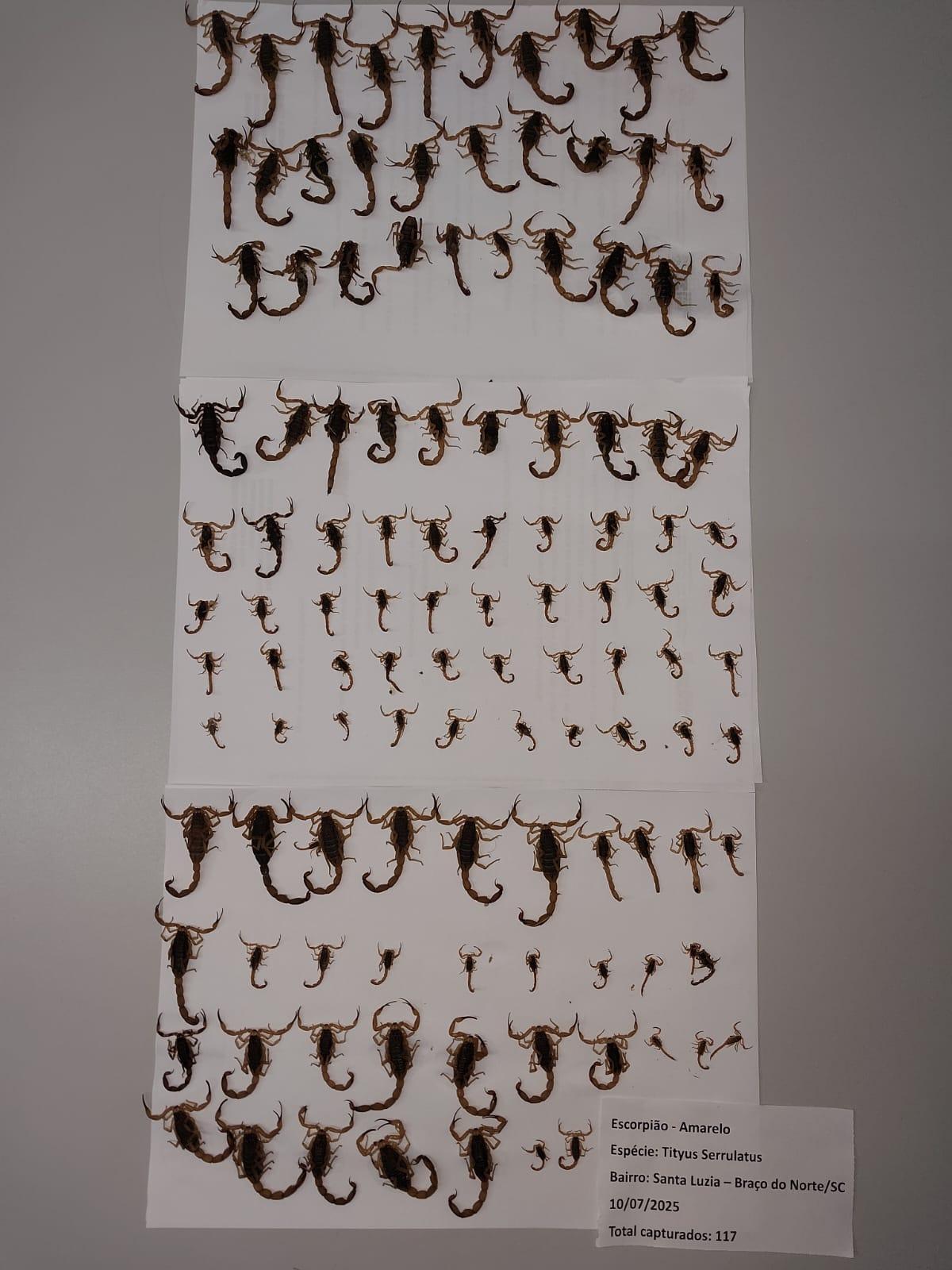 117 escorpiões amarelos são encontrados em apenas um dia em Braço do Norte