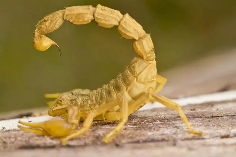 Quase 360 escorpiões amarelos já foram capturados em Braço do Norte