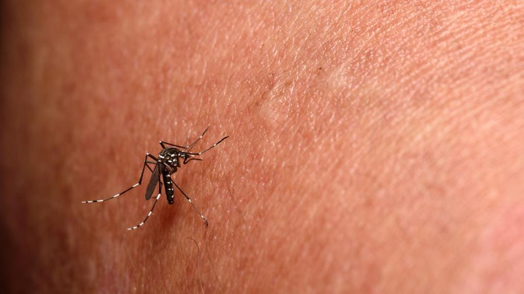 Casos de chikungunya disparam em SC, enquanto dengue apresenta forte redução