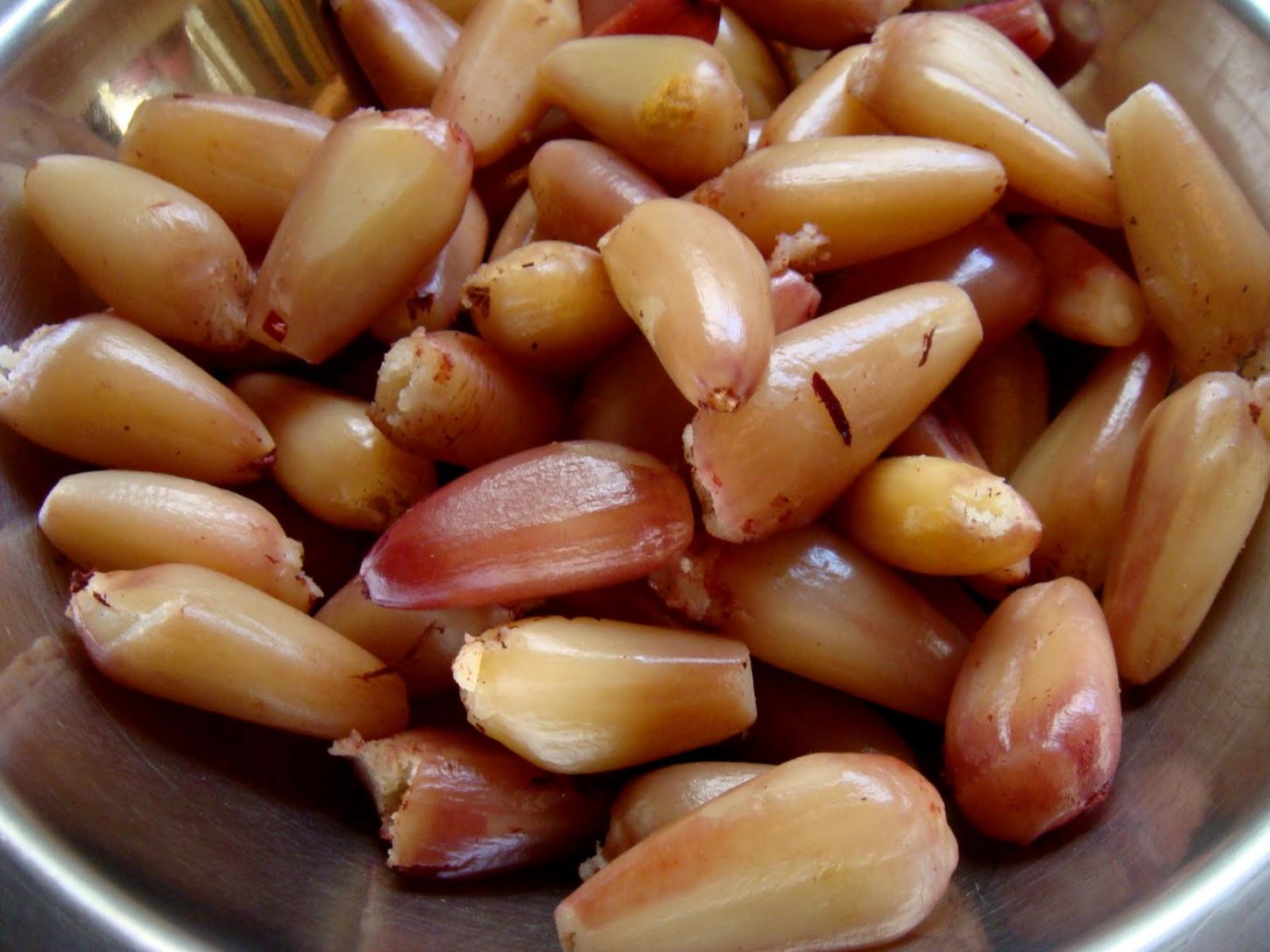 Produção de pinhão cresce 19% em SC e garante liderança nacional