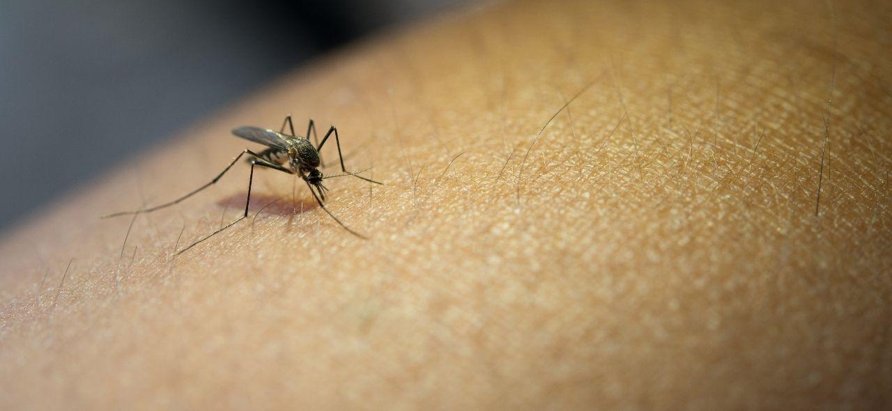 🚨 SC registra mais de 62 mil focos do Aedes e casos de Chikungunya disparam 577%