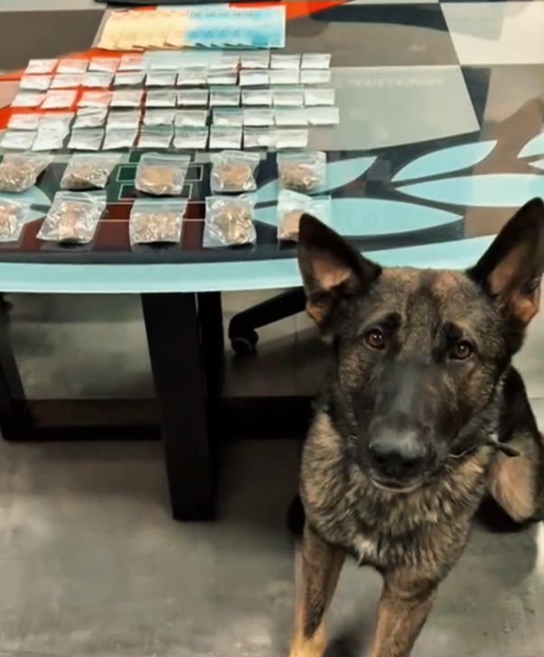 🐕 Cão Diamante localiza cocaína e dinheiro escondidos sob entulhos no Campestre