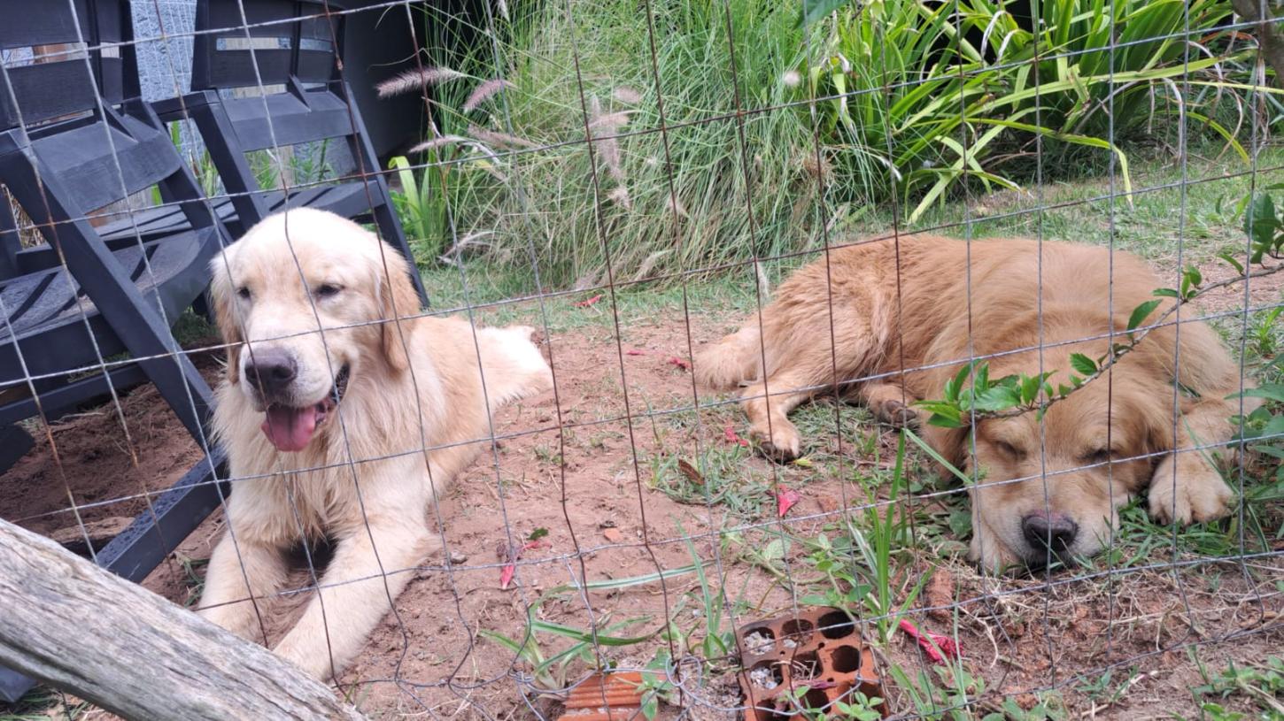 🐕 Guarda-vidas resgatam cães da raça Golden que se afogavam na Barra da Ibiraquera