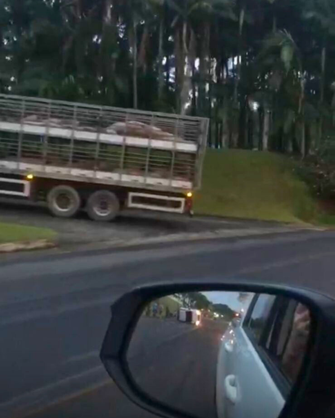 🚗 Vídeos: Carro capota na SC-108 após atropelar suíno que caiu de caminhão