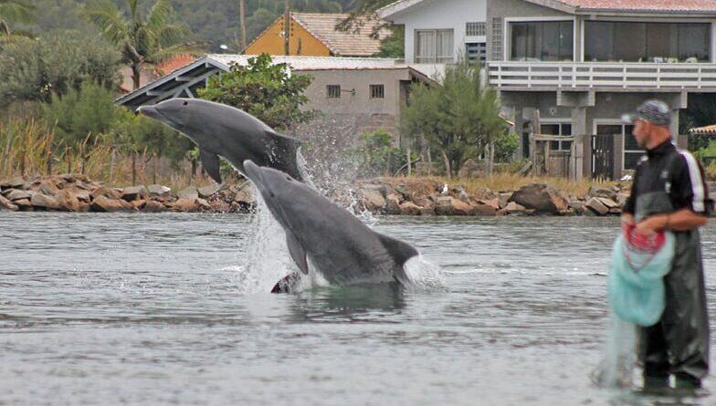 🚨 Pesca cooperativa com botos em Laguna vira patrimônio cultural
