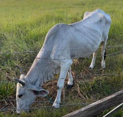 🐄 Vaca em estado severo de desnutrição é resgatada em Araranguá