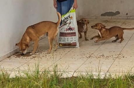 🐶 Banco de Ração de Gravatal atende 35 animais em seus primeiros 50 dias