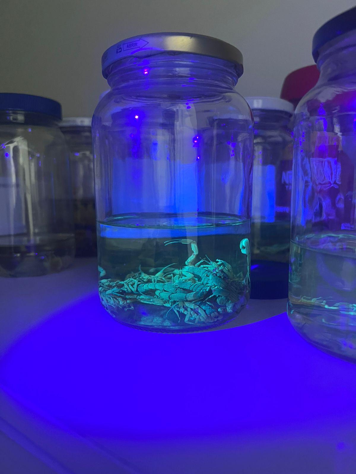 ⚠️ Braço do Norte captura 78 escorpiões em quatro meses