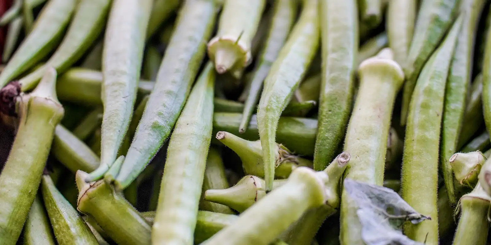 Garantia-Safra: veja lista dos que receberão pagamento em abril