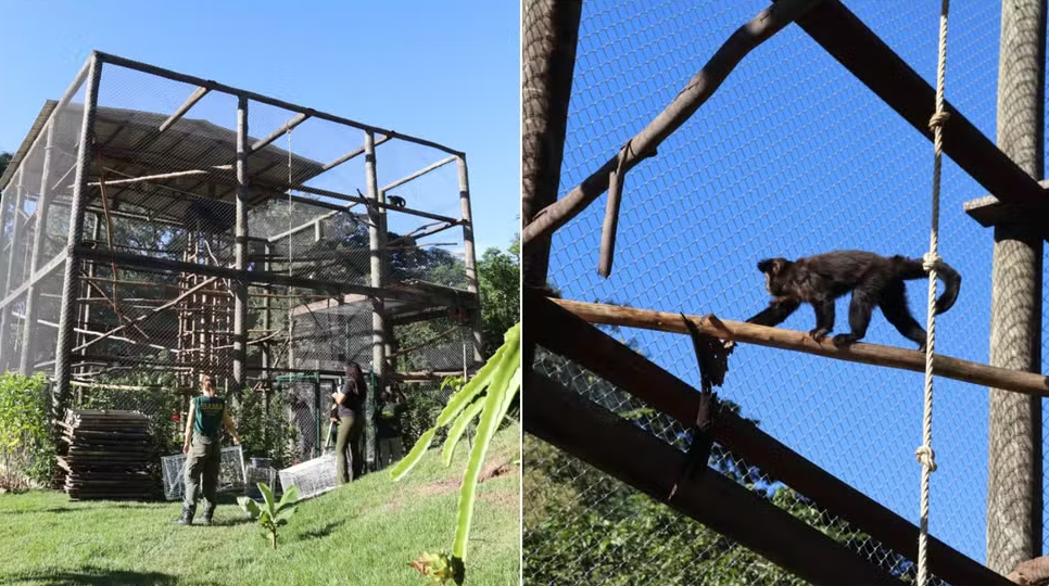 🚔 Ibama resgata 26 macacos-prego vítimas de maus-tratos no Oeste de SC