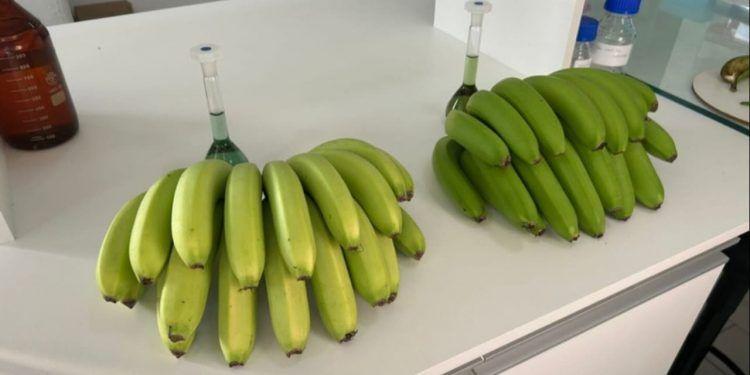 🌟 Nova variedade de banana descoberta em SC ganha registro oficial