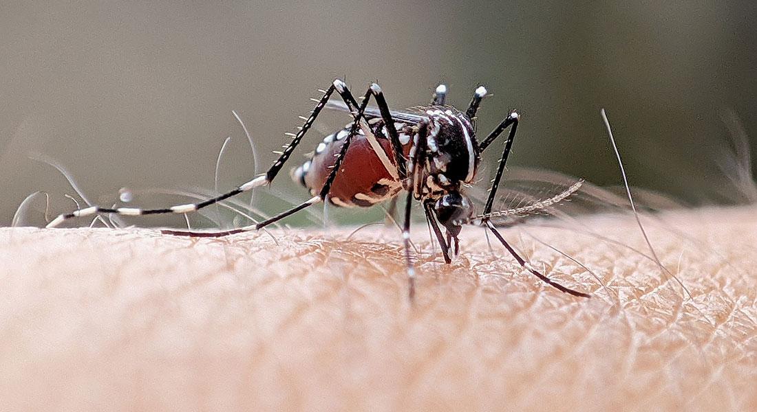 🚨 Rio Fortuna confirma quarto foco de Aedes aegypti e liga sinal de alerta