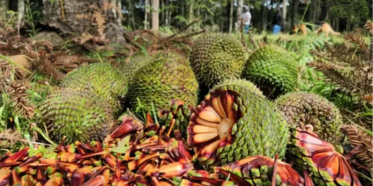 🧤 Safra do pinhão começa em SC com expectativa de 3,7 mil toneladas