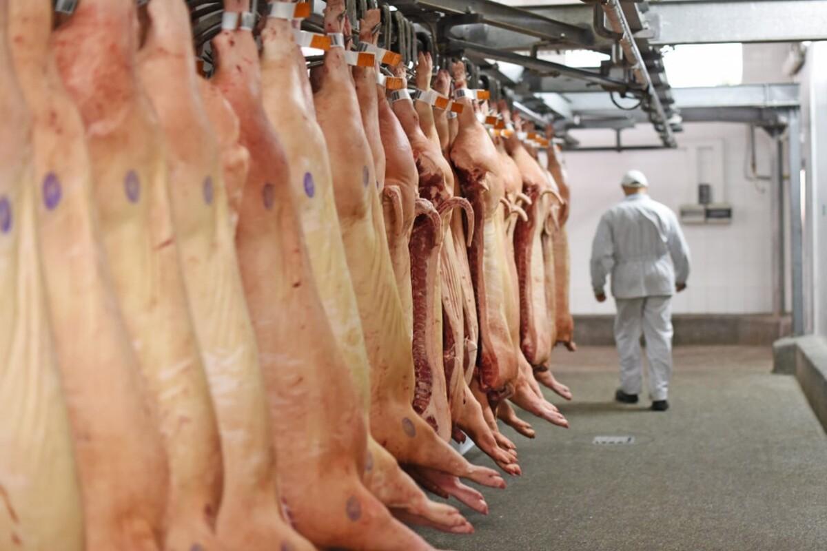 🐖 Suinocultura de SC atinge marca histórica: produção de 2025 equivale a 10 bilhões de refeições