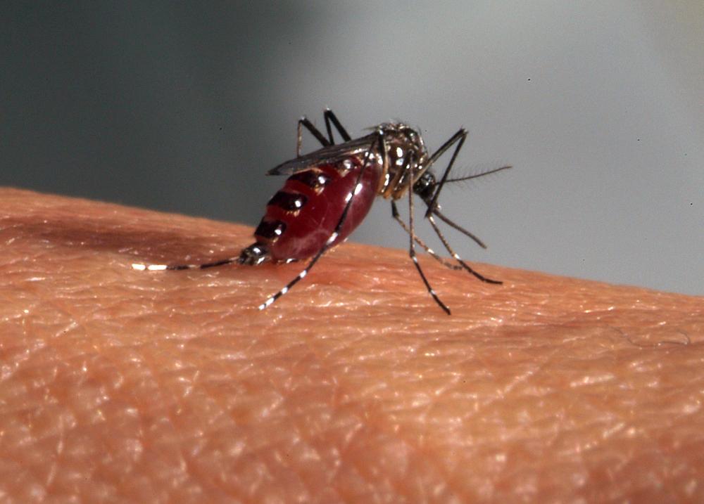 📢 Braço do Norte investiga morte com suspeita de dengue