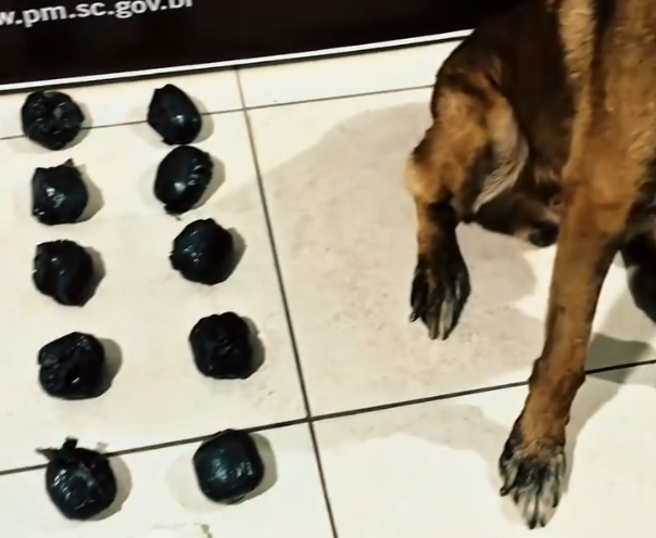 Cão farejador da Polícia Militar localiza mais de um quilo de cocaína enterrado em Tubarão