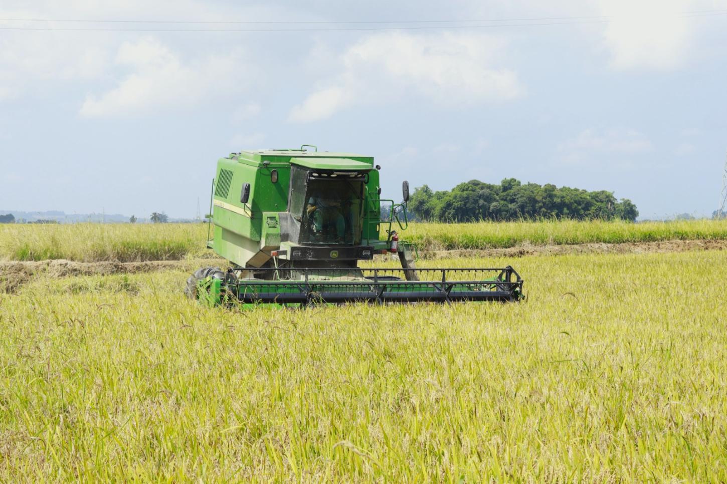 🍚 Conflito no Oriente Médio encarece produção de arroz em Santa Catarina