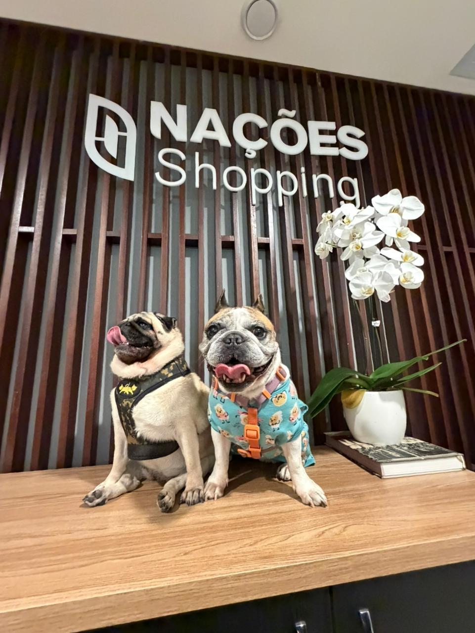 📰 Encontro de Pugs e Buldogues promove lazer e corrida com prêmios no Nações Shopping neste sábado