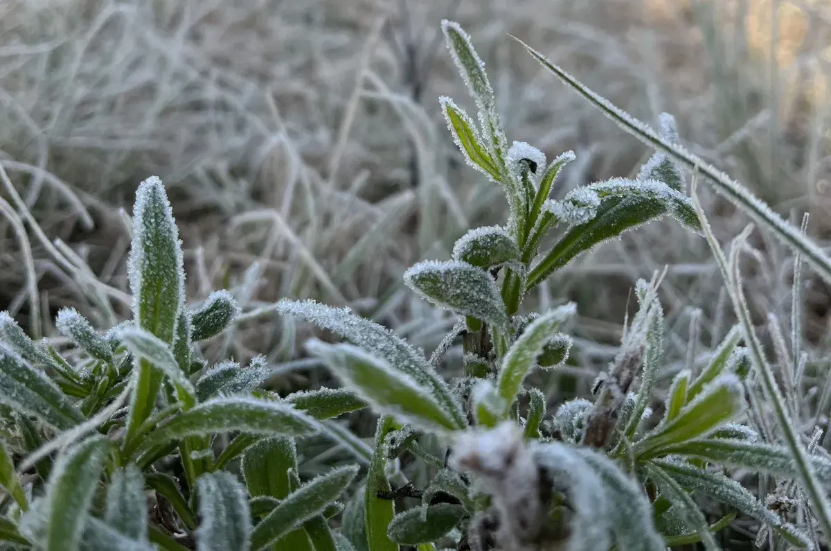 📰 Frio intenso e chuva marcam o fim de semana em todas as regiões de Santa Catarina