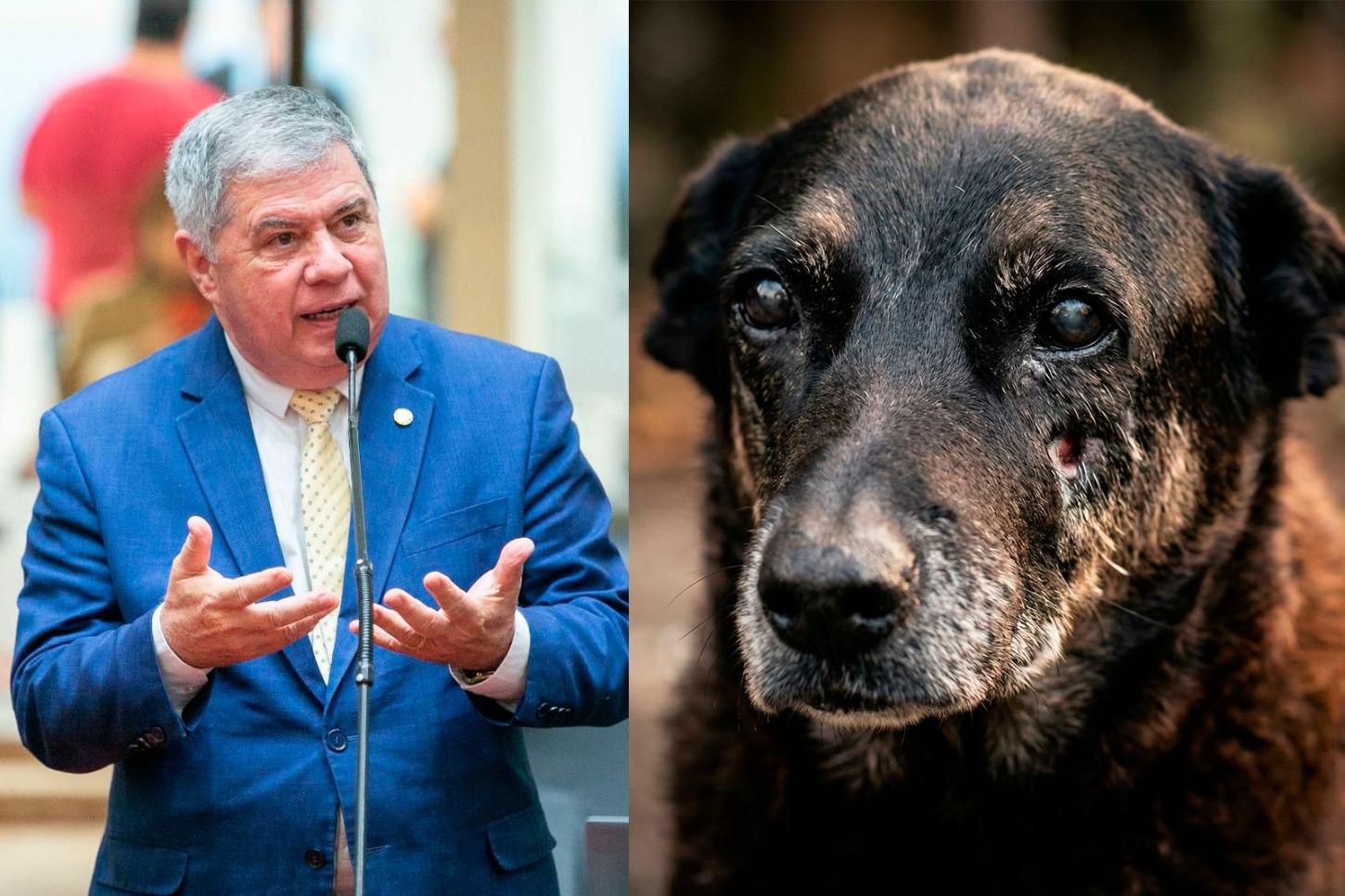 🐾 Mário Motta protocolada CPI para investigar morte do cão Orelha