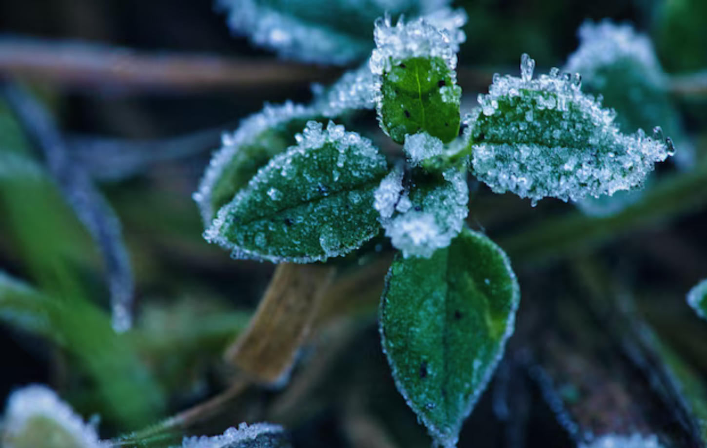 🌤️ Massa de ar frio traz geada e alerta de ressaca para Santa Catarina