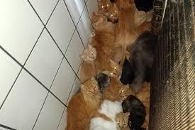 🐈 MPSC pede força policial para resgatar 400 gatos trancados em apartamento em SC