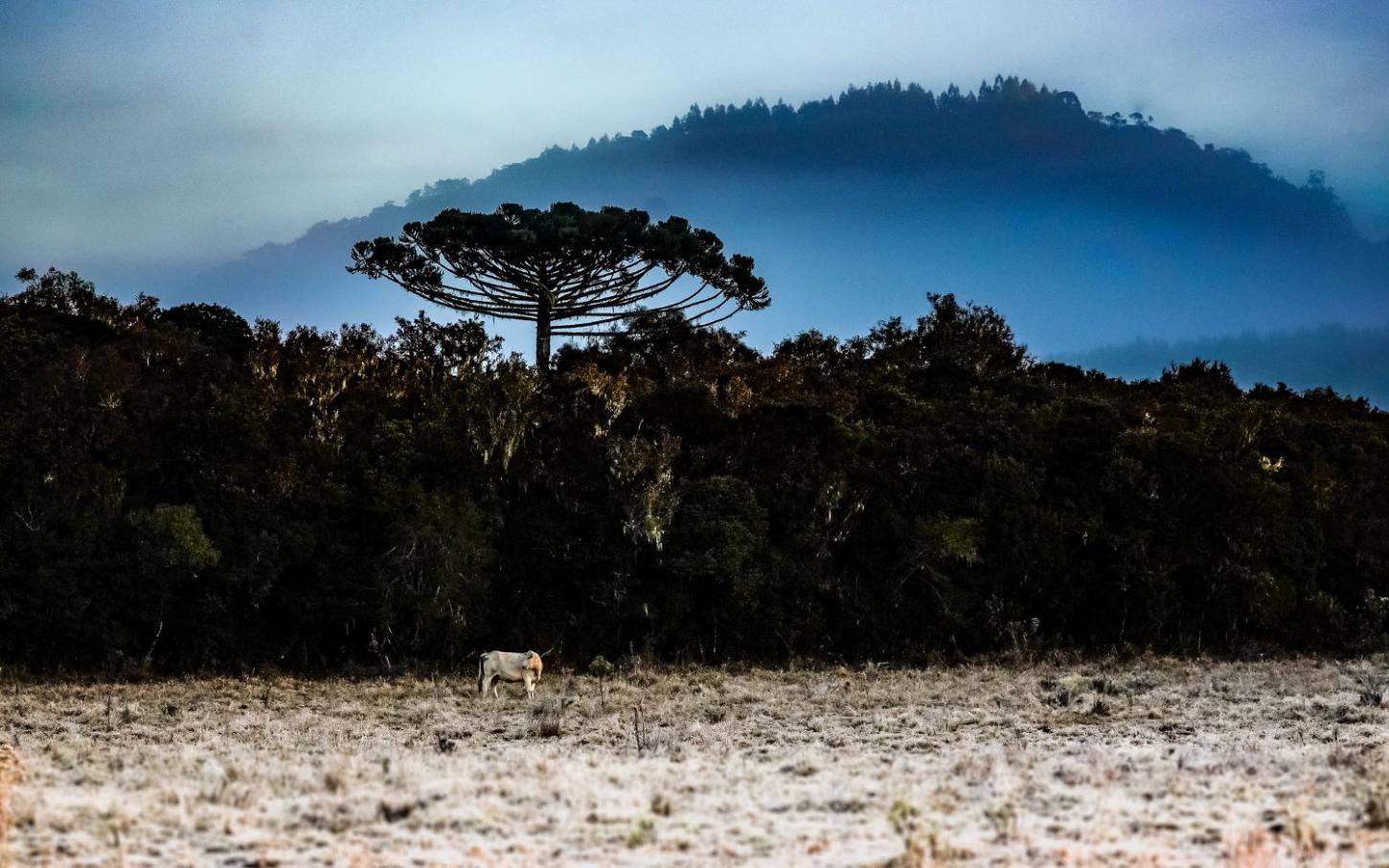 📢 Urupema registra -5,2°C em madrugada de frio extremo em Santa Catarina