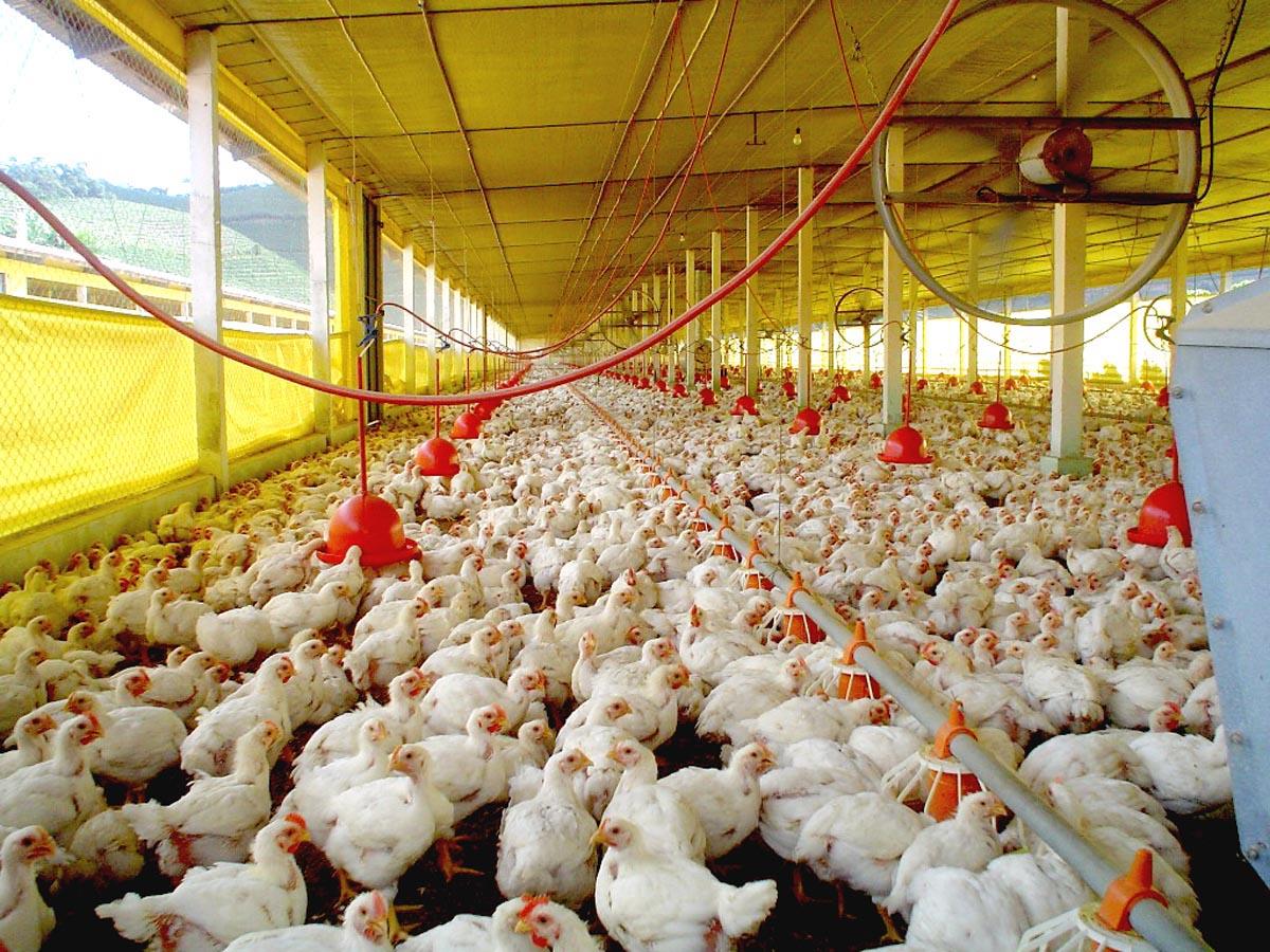 📈 Avicultura de SC cresce na produção e exportação, mas enfrenta pressão nos preços internos