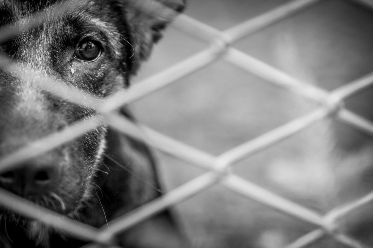 🐾 Cadela morre envenenada e deixa oito filhotes na comunidade de Açucena, em Braço do Norte