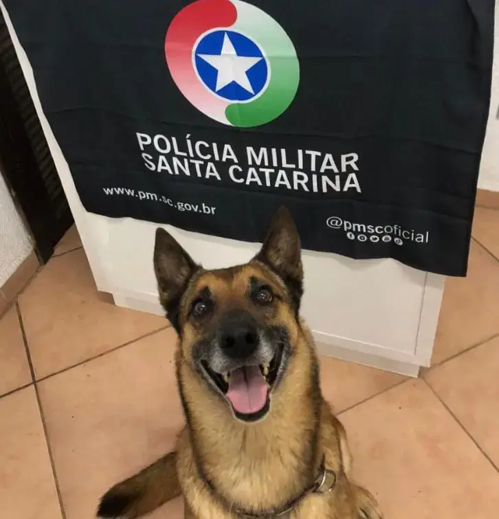 📰 Cão farejador da PM localiza tablete de maconha em área de mata em Tubarão
