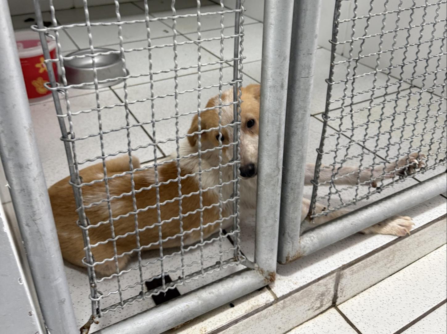 ⚖️ Justiça determina urgência em serviços do Centro de Bem-Estar Animal de São Francisco do Sul