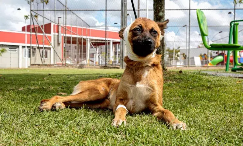 MPSC denuncia homem que arremessou cadela de ponte em Joinville por crime de maus-tratos