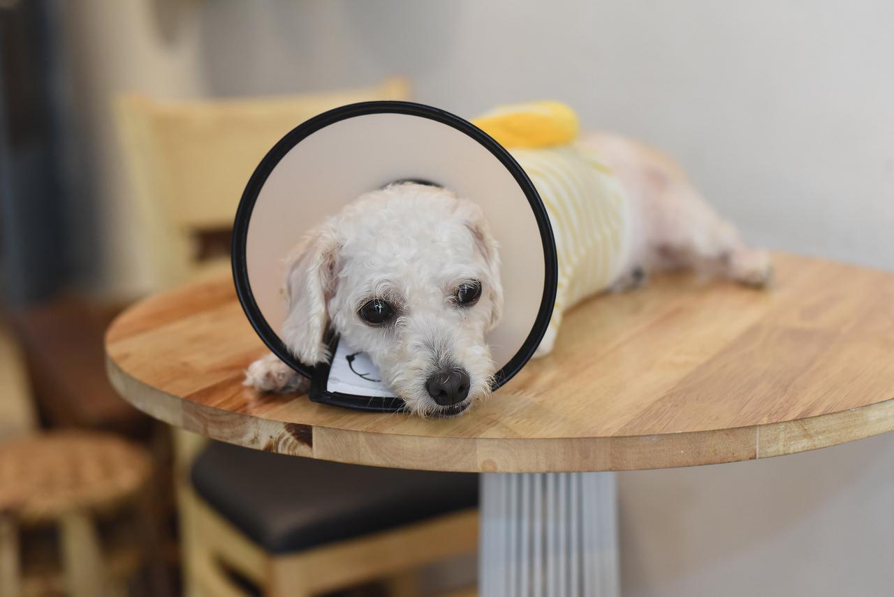 Braço do Norte inicia mutirão de castração gratuita de cães e gatos com o Castramóvel