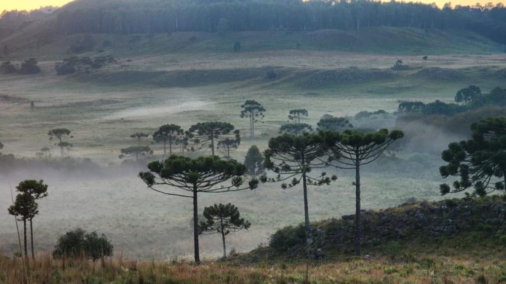 Frio congelante: Bom Jardim da Serra registra -5,7°C e ao menos 19 municípios de SC amanhecem abaixo de zero