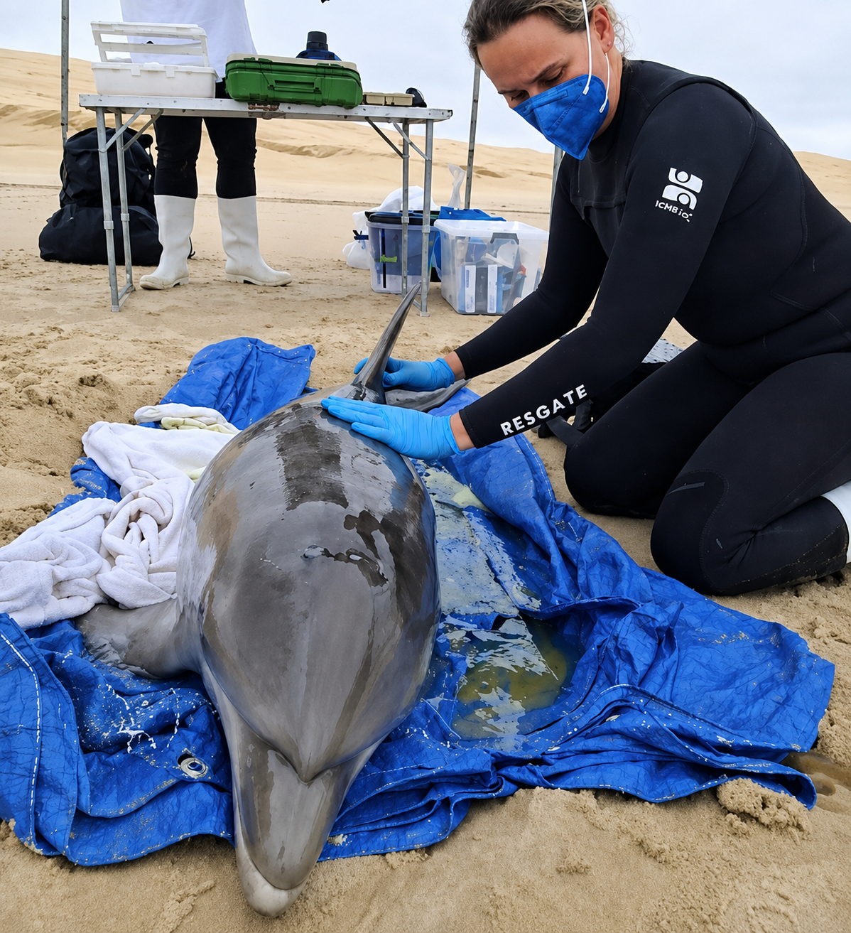 Golfinho-nariz-de-garrafa é resgatado com vida após encalhar na Praia da Cigana, em Laguna
