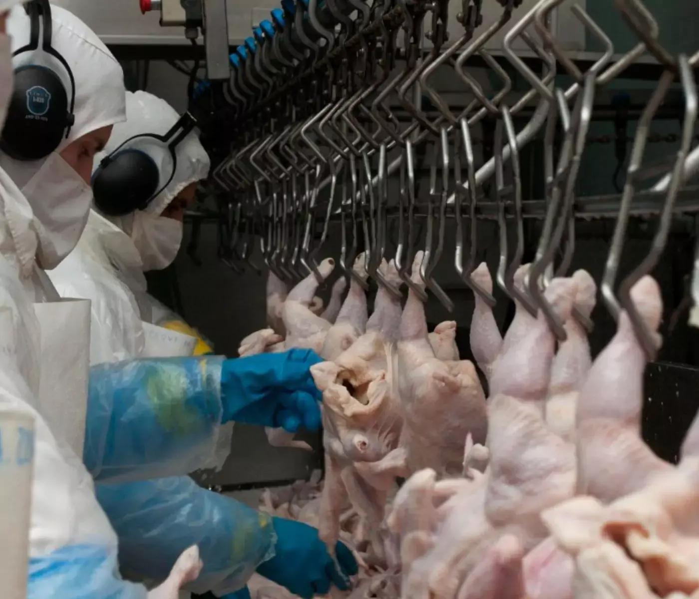 Recorde histórico: Santa Catarina supera US$ 2,8 bilhões em exportações de carnes em 2026