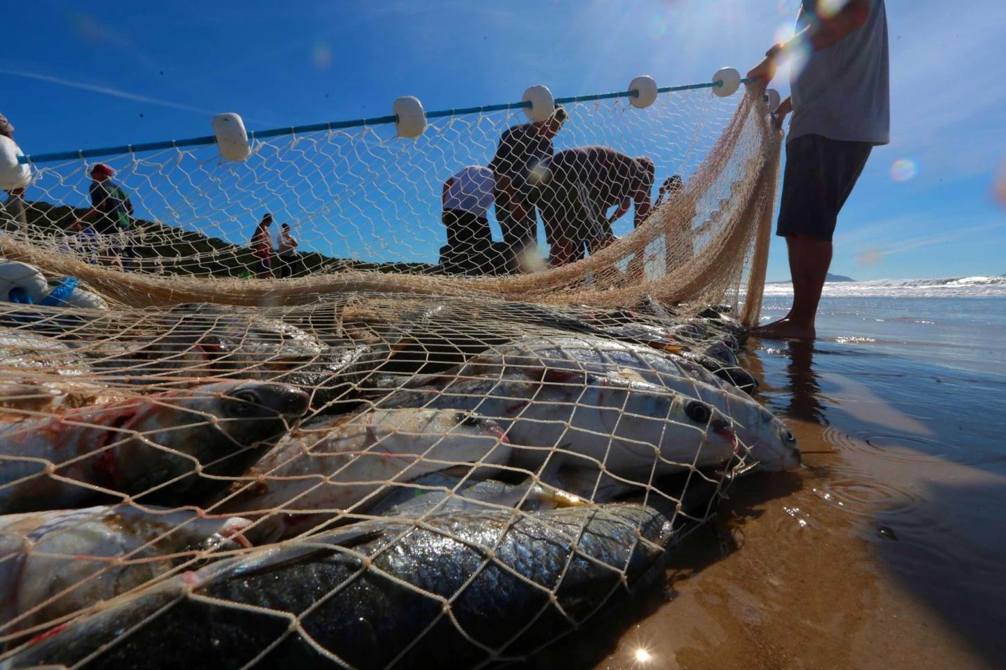 Safra da tainha se encerra em Santa Catarina com mais de 1,3 mil toneladas capturadas