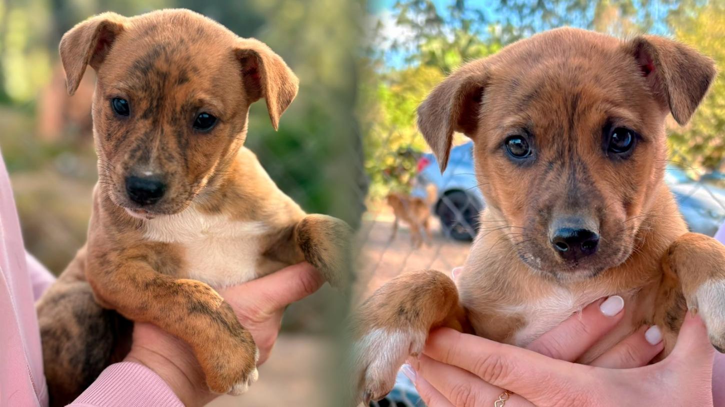 Prefeitura de São Ludgero promove feira de adoção de cães durante o Desfile Cívico neste domingo