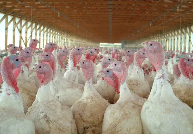 Malásia e Arábia Saudita impõem restrições à carne de frango do Brasil após foco de doença de Newcastle em SC