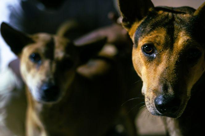 Município de Tubarão é condenado a indenizar idoso atacado por cães mantidos em posto de saúde