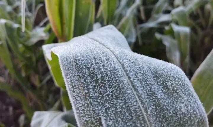 Ar frio derruba termômetros para até 0°C com geada e mar fica agitado na costa de Santa Catarina