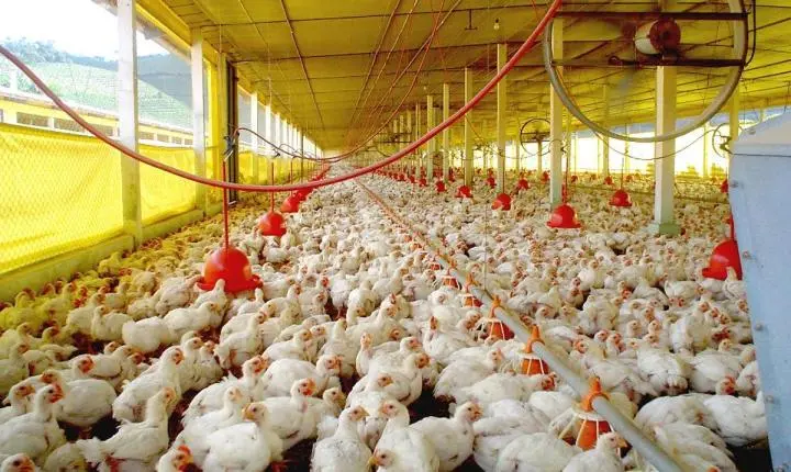📈 Avicultura de SC cresce na produção e exportação, mas enfrenta pressão nos preços internos