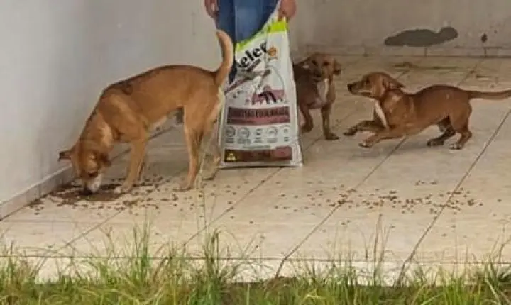 🐶 Banco de Ração de Gravatal atende 35 animais em seus primeiros 50 dias