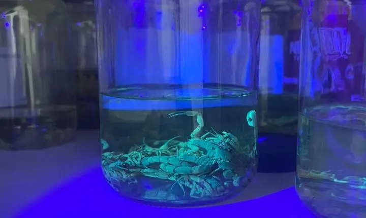 ⚠️ Braço do Norte captura 78 escorpiões em quatro meses