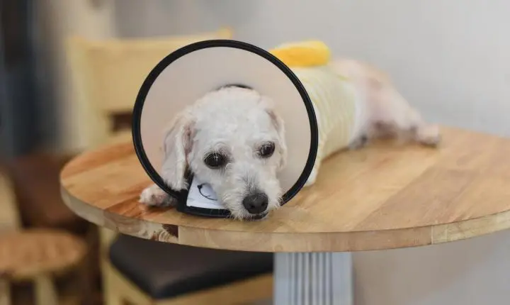 Braço do Norte inicia mutirão de castração gratuita de cães e gatos com o Castramóvel
